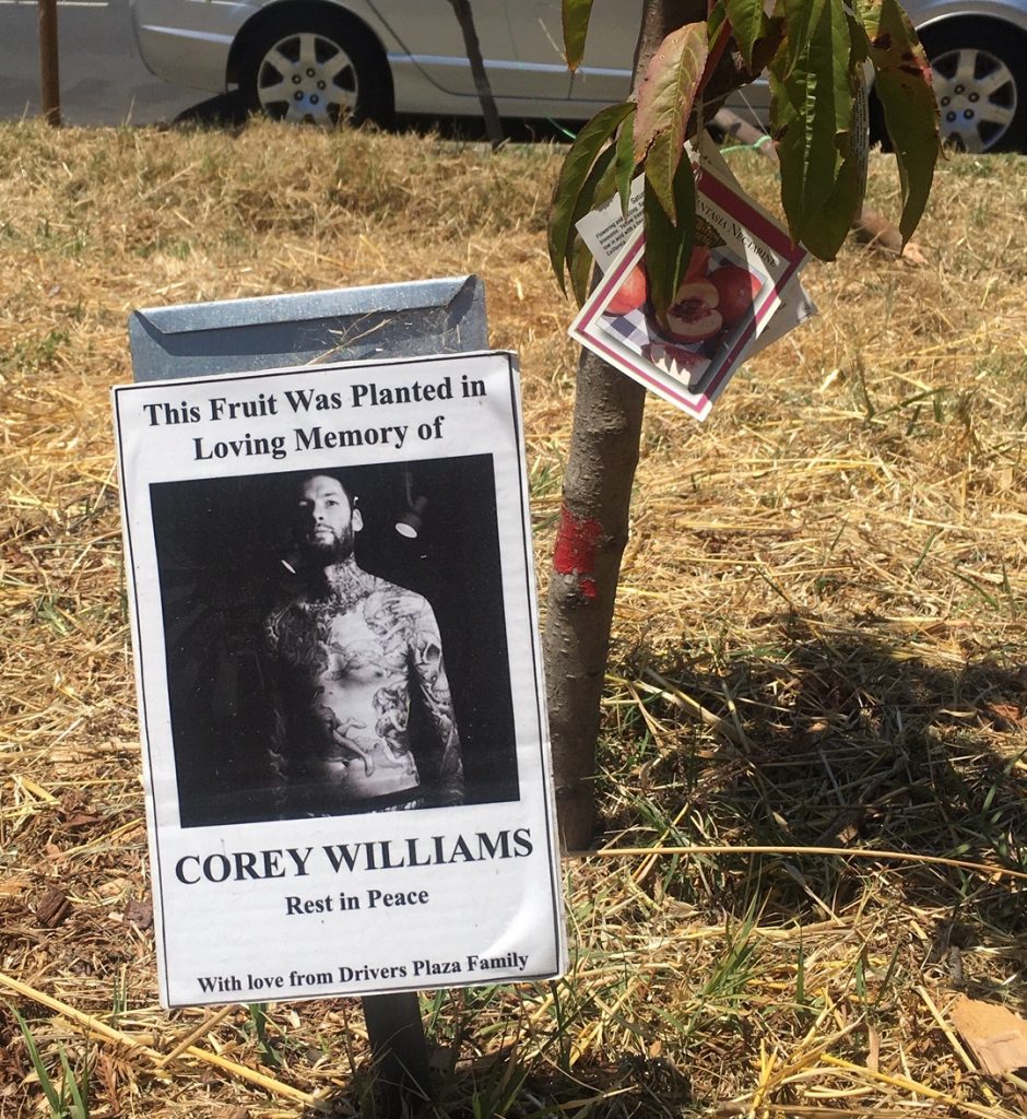 A fruit tree and a small laminated placard containing a photo and the name of a community member who has passed. 