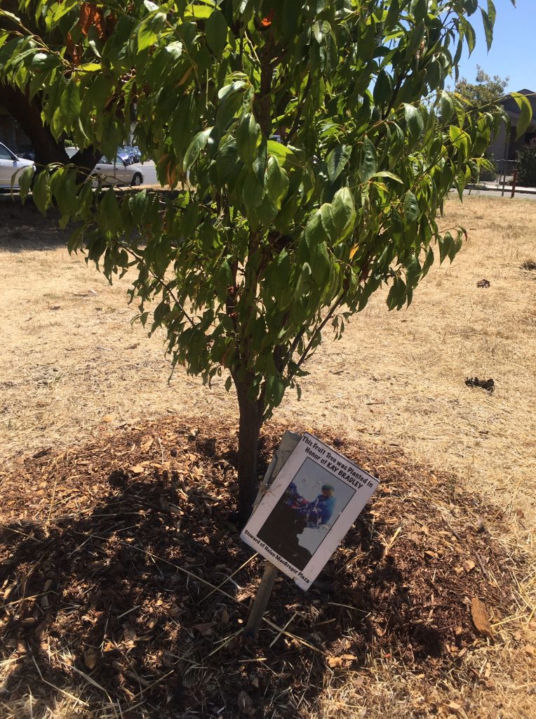 A fruit tree and a small laminated placard containing a photo and the name of a community member who has passed. 