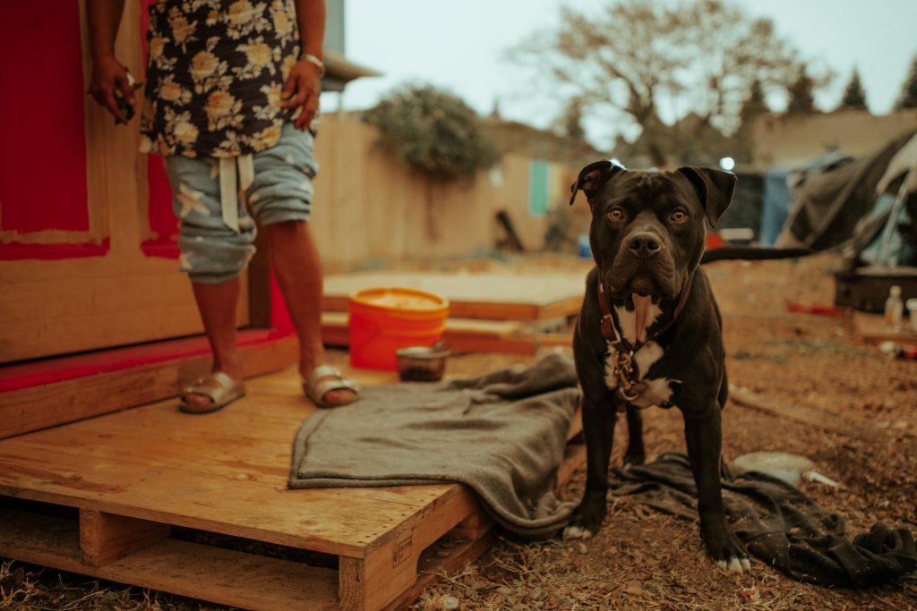 A pit-bull mix stares at the camera. Behind him, a woman stands on the porch of a pink tiny home. Only her legs and feet can be seen.