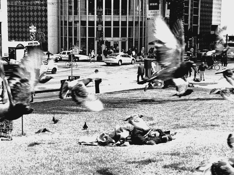 Pigeons swirl past a homeless man asleep on the grass along Geary Street in San Francisco.  Lydia Gans photo