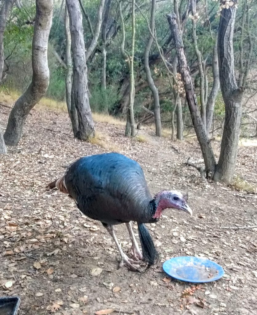 Jerkle the wild turkey eats a plate of food provided by Ace in the Berkeley hills.